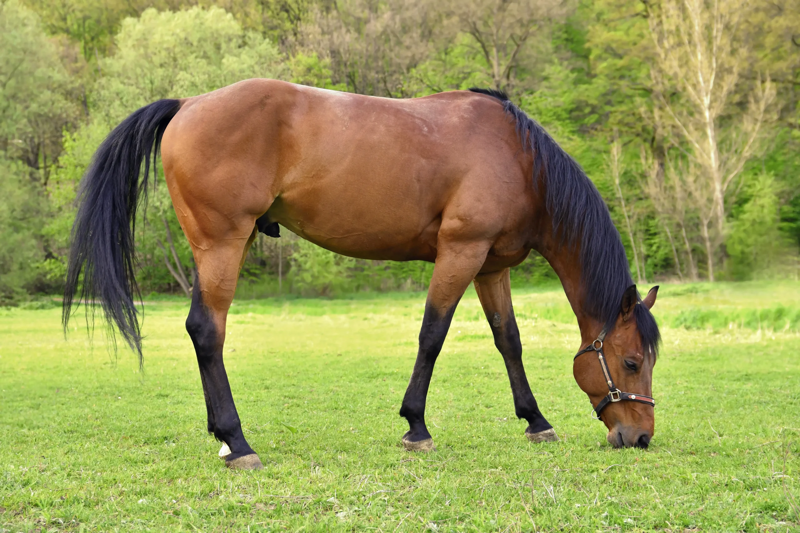 caballo comiendo prado